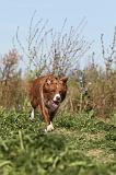 BORDER COLLIE 341